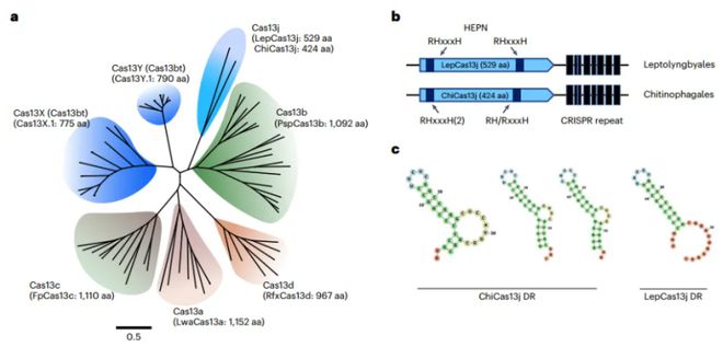 科學(xué)家發(fā)現(xiàn)極小型Cas13j蛋九游體育白擁有100%國內(nèi)自主知識產(chǎn)權(quán)(圖2)