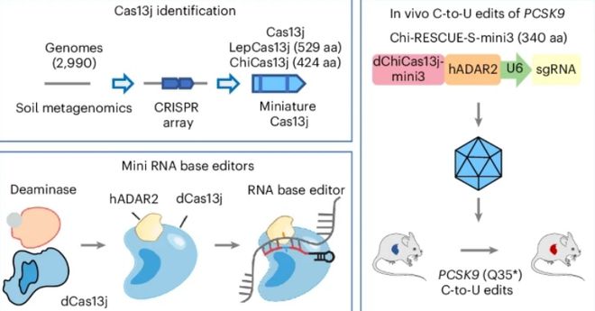 科學(xué)家發(fā)現(xiàn)極小型Cas13j蛋九游體育白擁有100%國內(nèi)自主知識產(chǎn)權(quán)(圖5)