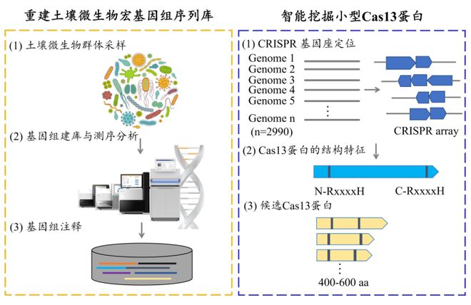 科學(xué)家發(fā)現(xiàn)極小型Cas13j蛋九游體育白擁有100%國內(nèi)自主知識產(chǎn)權(quán)(圖7)